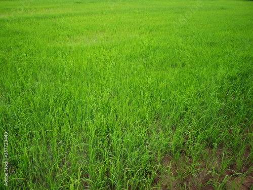 Green young rice in rice fields Rice is growing on a rice farm. Selective focus