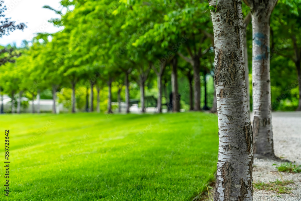 Lush trees with white barks and abundant leaves along road and grassy lawn Lush trees with white barks and abundant leaves along road and grassy lawn