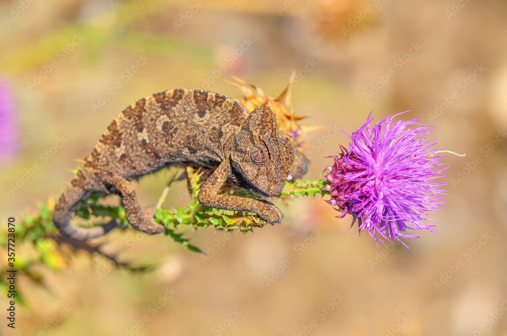 Macro shots, Beautiful nature scene green chameleon 