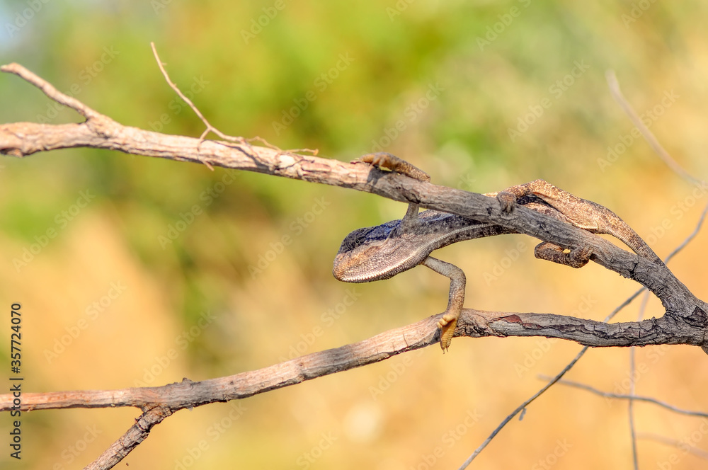 Macro shots, Beautiful nature scene green chameleon Macro shots, Beautiful nature scene green chameleon