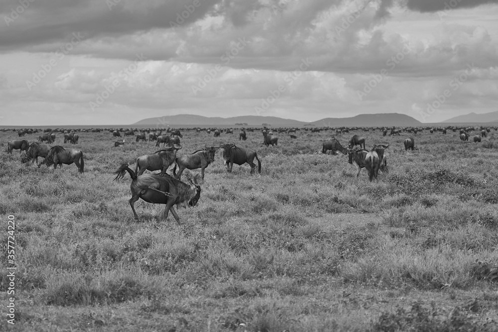 Naklejka premium Great Migration Serengeti Gnu Wildebeest Zebra Connochaetes taurinus