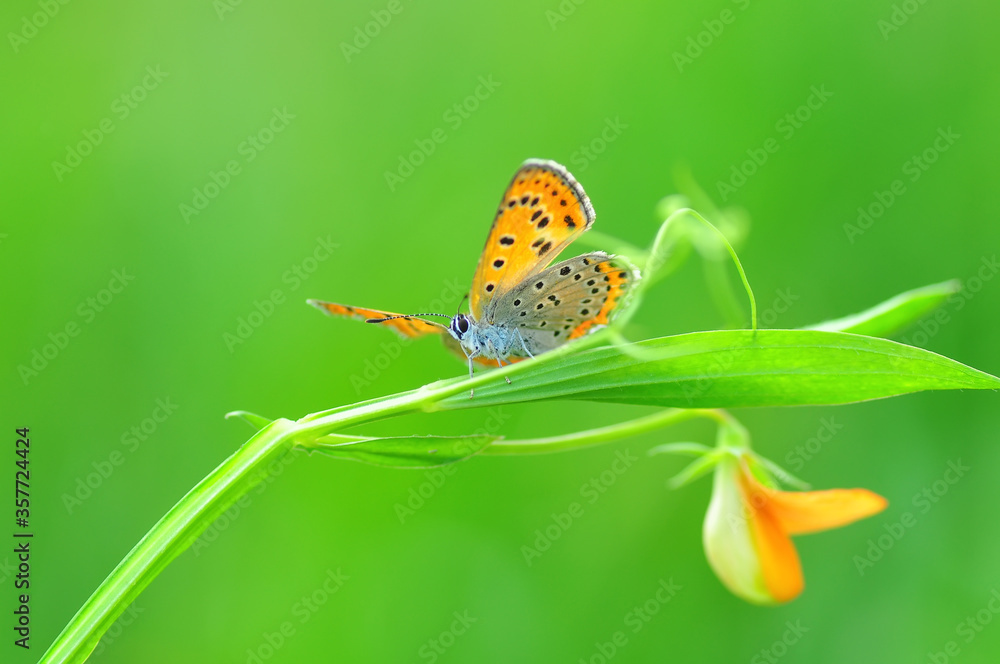 custom made wallpaper toronto digitalCloseup beautiful butterfly sitting on the flower in a summer garden

