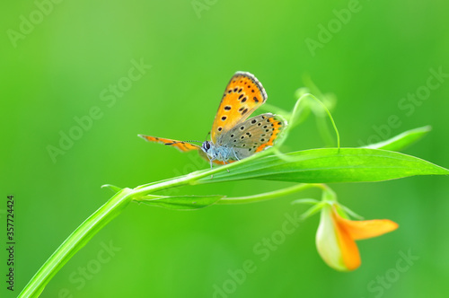 Wallpaper Mural Closeup beautiful butterfly sitting on the flower in a summer garden

 Torontodigital.ca