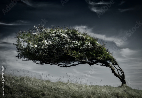 The windswept tree