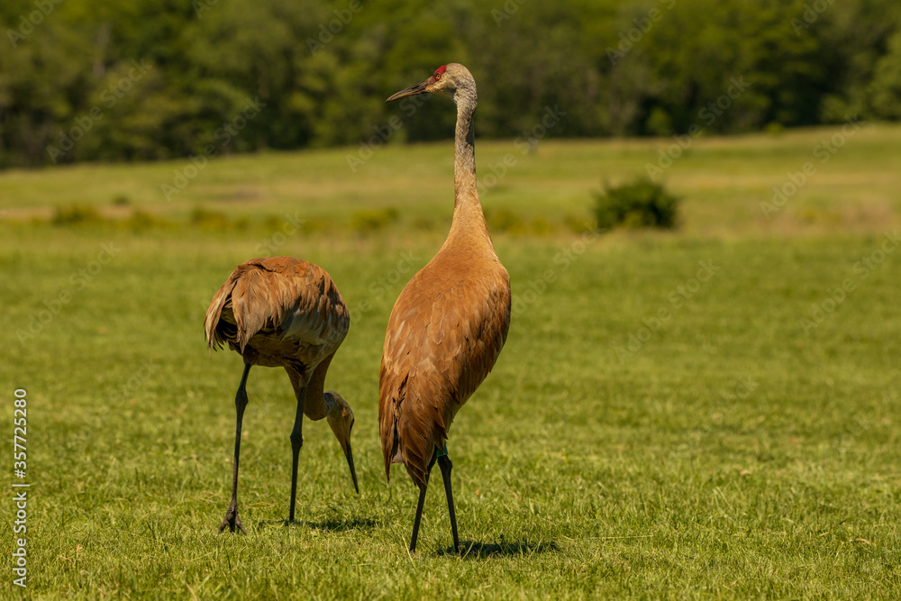 Naklejka premium Sandhill crane in the wild