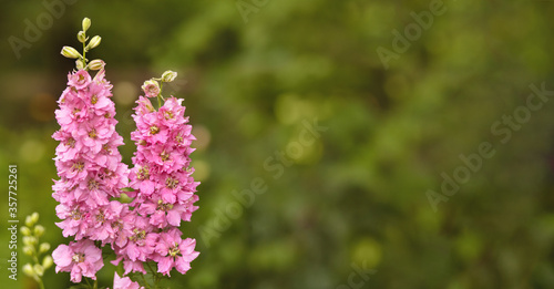 Beautiful blooming summer flowers in the garden on green blurred background. Card or banner with copy space.