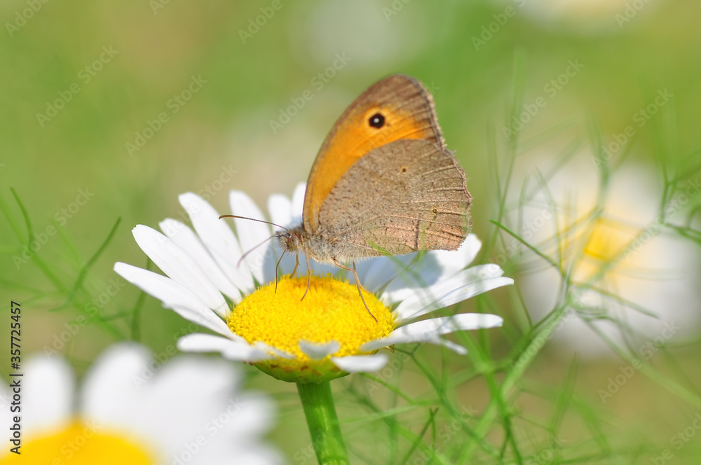 Fototapeta premium Closeup beautiful butterfly sitting on the flower in a summer garden