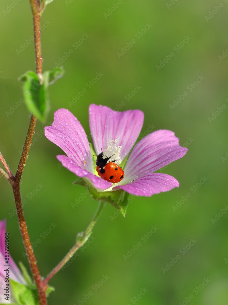 Beautiful ladybug on leaf defocused background Beautiful ladybug on leaf defocused background