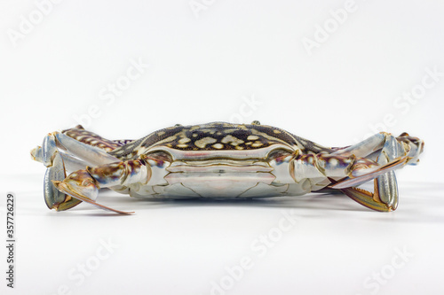 Flower crab, Blue swimmer crab (Portunus pelagicus) isolated on white background