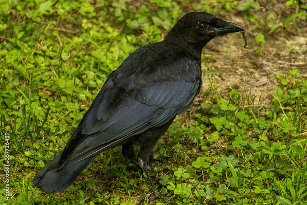 Crow with Earthworm in Beak on Grass. Crow with Earthworm in Beak on Grass.