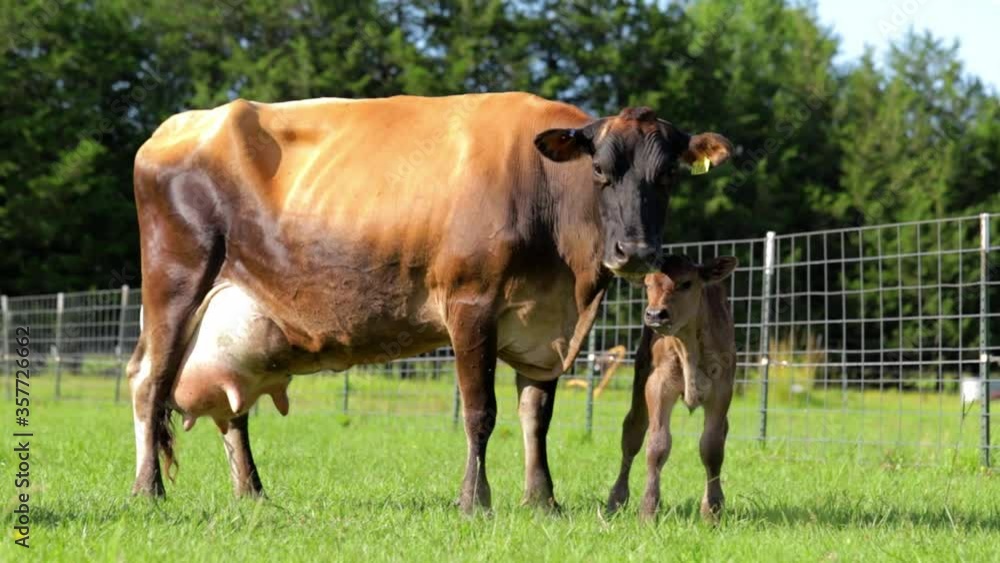 Jersey cow with an enlarged udder standing near her newborn calf Jersey cow with an enlarged udder standing near her newborn calf