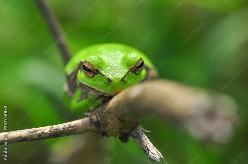 Beautiful Europaean Tree frog Hyla arborea Beautiful Europaean Tree frog Hyla arborea