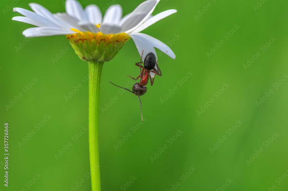 Fototapeta premium Beautiful Strong jaws of red ant close-up