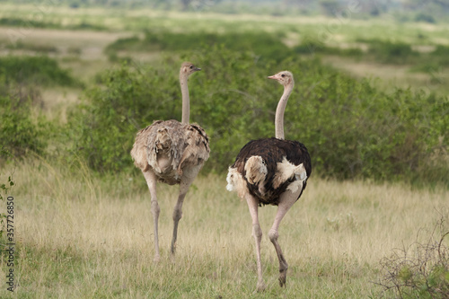 Common ostrich Struthio camelus Africa Kenya Savanna Couple