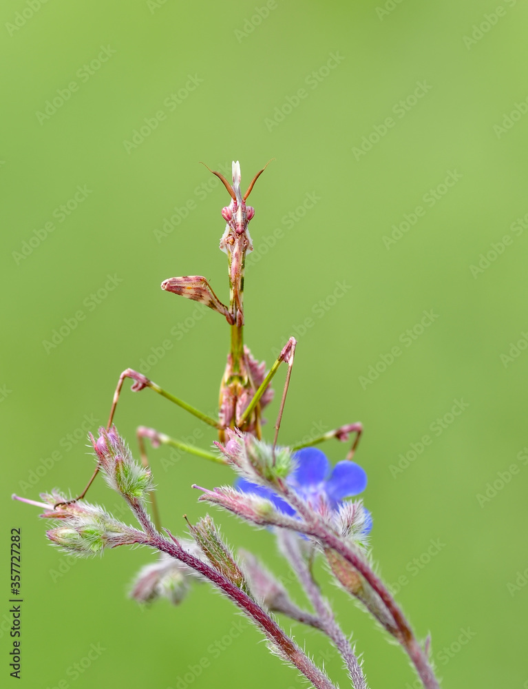 Close up of pair of Beautiful European mantis ( Mantis religiosa ) Close up of pair of Beautiful European mantis ( Mantis religiosa )