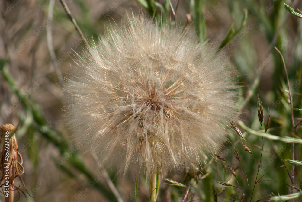 Close-up of a dandelion in a meadow Close-up of a dandelion in a meadow