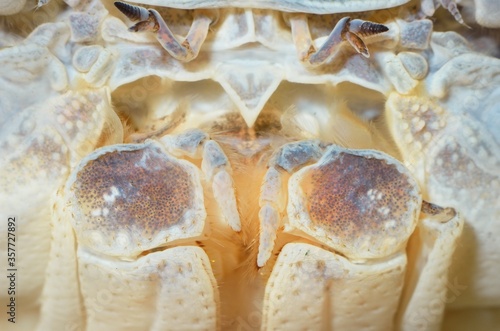 Albino river crab Potamon sp. in natural environment, extreme close-up. Zoology, carcinology, environmental protection in Italy photo