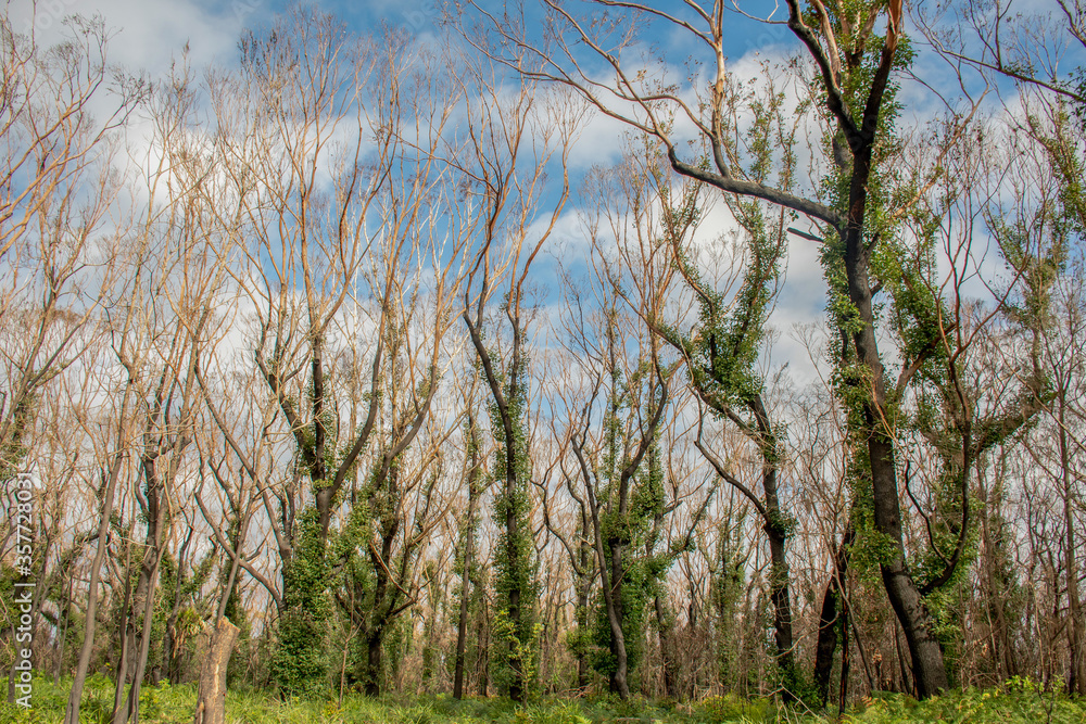 Australian bushfires aftermath: eucalyptus trees recovering after severe fire damage. Eucalyptus can survive and re-sprout from buds under their bark or from a lignotuber at the base of the tree.