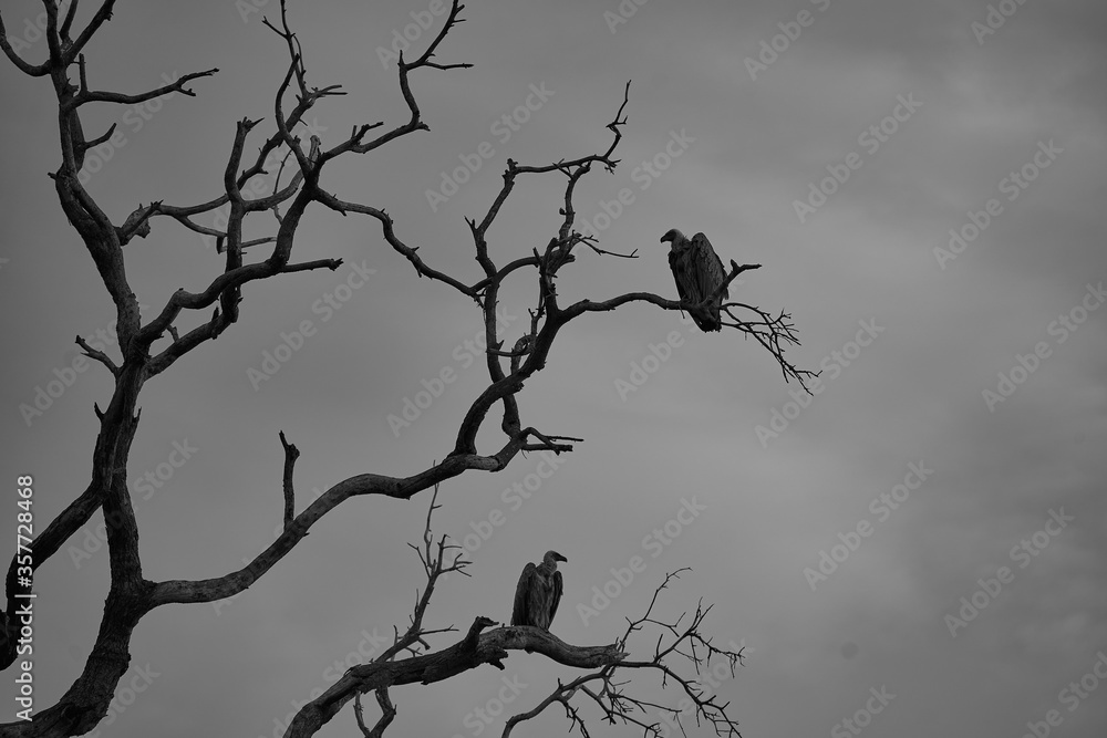 White backed vulture group Gyps africanus couple Old World vulture family Accipitridae White backed vulture group Gyps africanus couple Old World vulture family Accipitridae