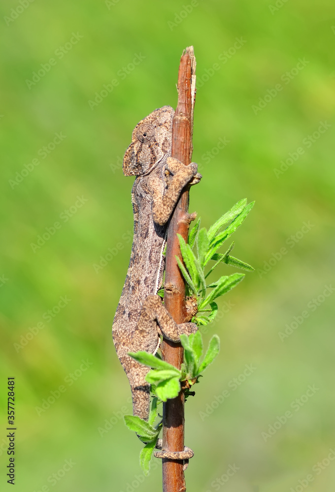 Macro shots, Beautiful nature scene dragonfly.   