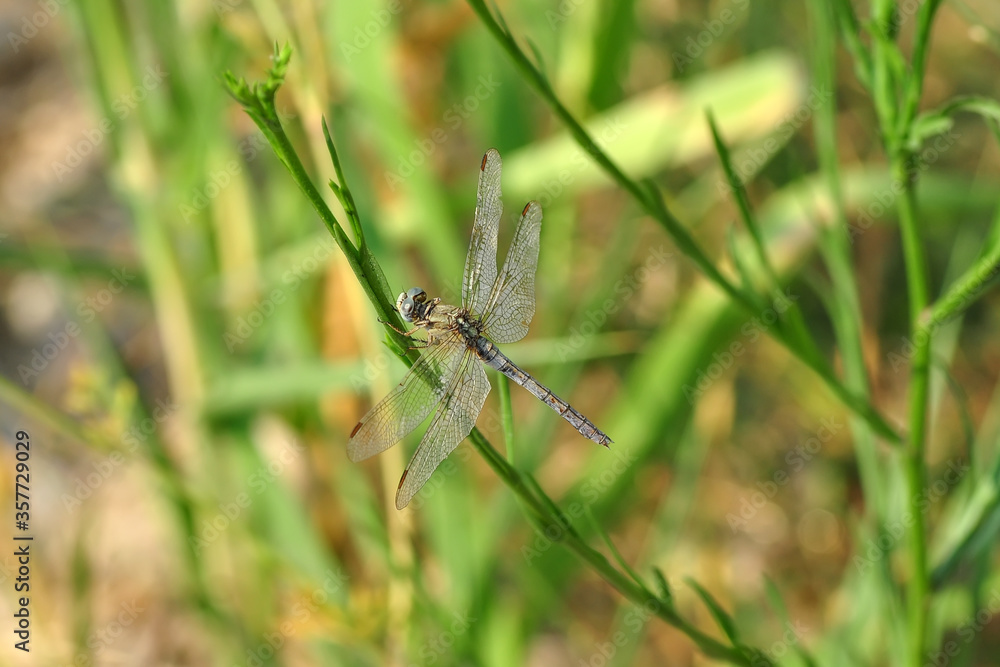 Macro shots, Beautiful nature scene dragonfly. Macro shots, Beautiful nature scene dragonfly.