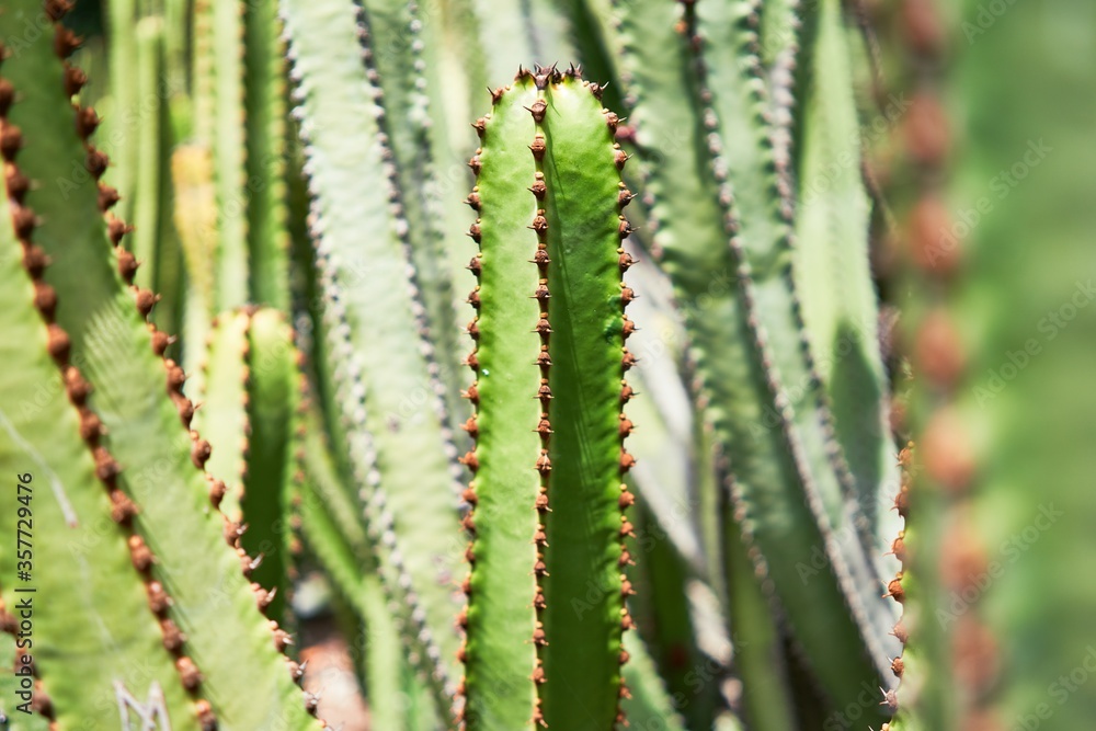Close up of succulent green cactus at botanical garden Close up of succulent green cactus at botanical garden