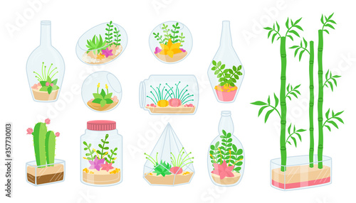 Plant and succulent in glass aquarium flat set. Cartoon house indoor flower. Decorative house plants, cactus, bamboo. Trendy home decor collection, cute office interior. Isolated vector illustration