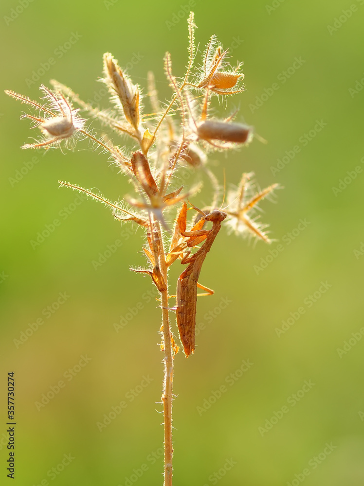Close up of pair of Beautiful European mantis ( Mantis religiosa ) Close up of pair of Beautiful European mantis ( Mantis religiosa )