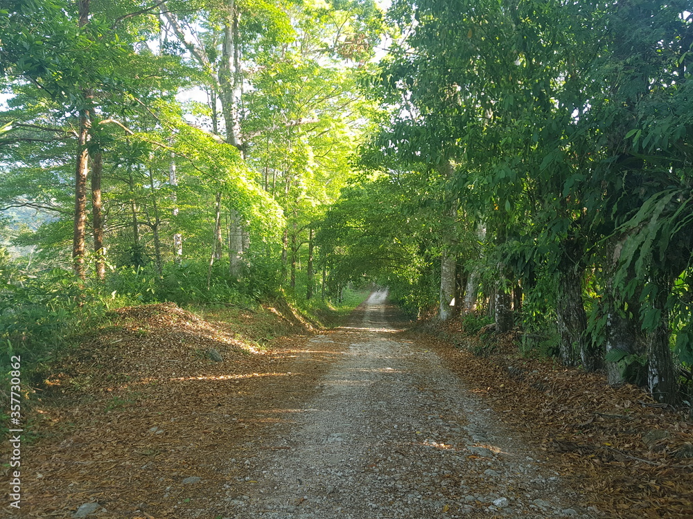 Obraz premium Camino en el bosque