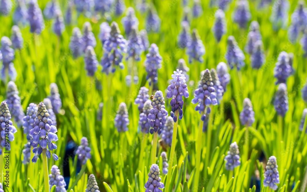 Fototapeta premium Blue hyacinth grape flowers as a good spring background.