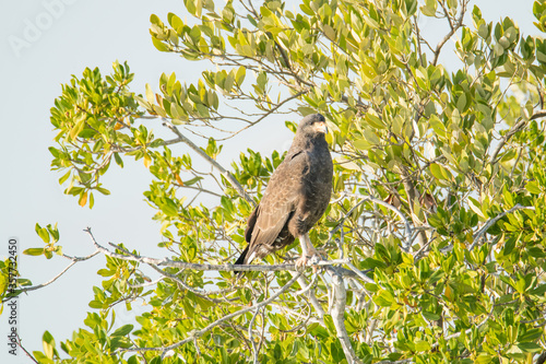 Cuban Black Hawk