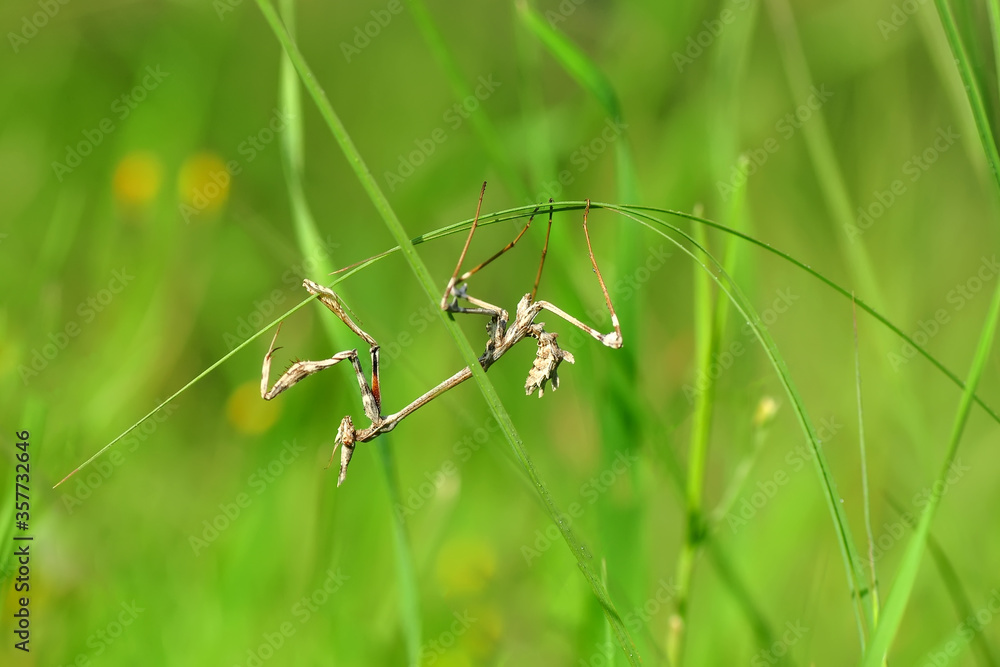 Close up of pair of Beautiful European mantis ( Mantis religiosa ) Close up of pair of Beautiful European mantis ( Mantis religiosa )