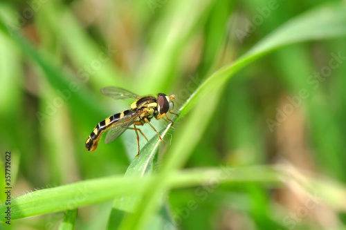 Macro shot of a hoverfly in the garden © blackdiamond67
