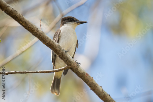 Loggerhead Kingbird