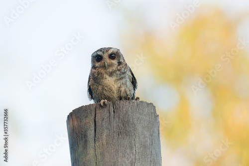 Bare-legged Owl