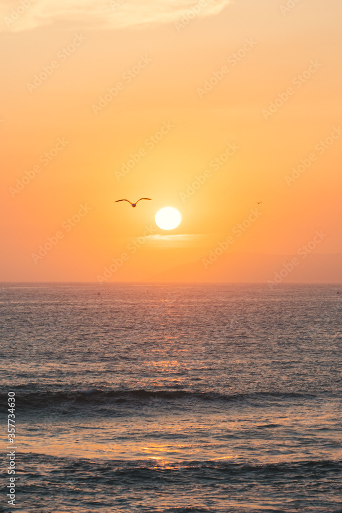 Bird flying over sea during sunset