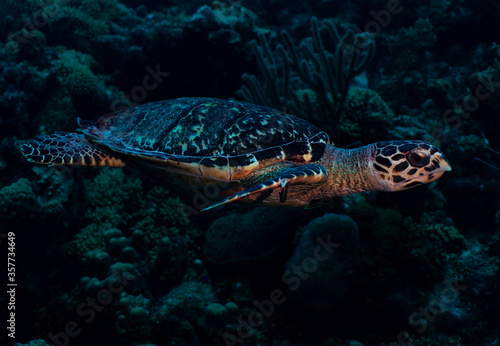 Hawksbill Sea Turtle © James Lewis