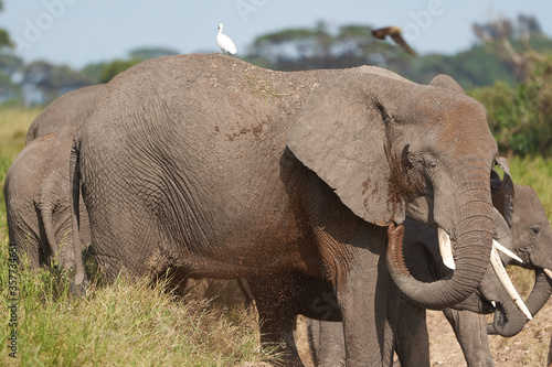 Elephant Group Amboseli - Big Five Safari Herons African bush elephant Loxodonta africana mud bathing