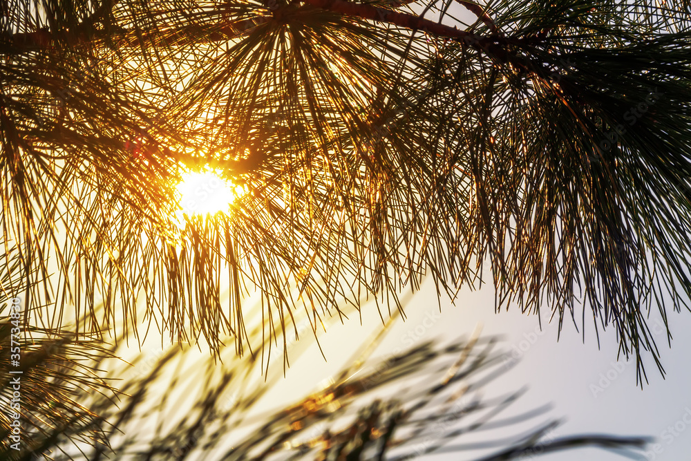 Sunshine through long pine needles. Pine branch in the rays of the dawn sun. Silhouette.