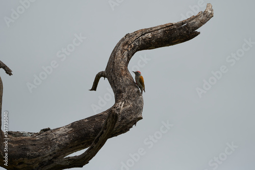 African grey woodpecker Dendropicos goertae on a tree