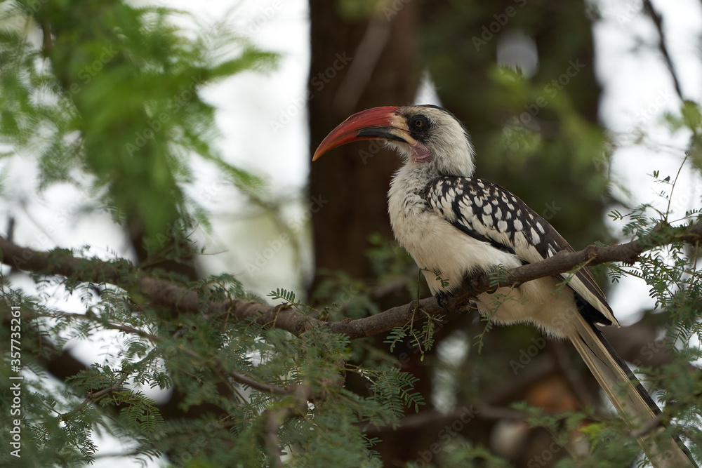 Obraz premium Northern Red Billed Hornbill Tockus Erythrorhynchus Portrait Africa