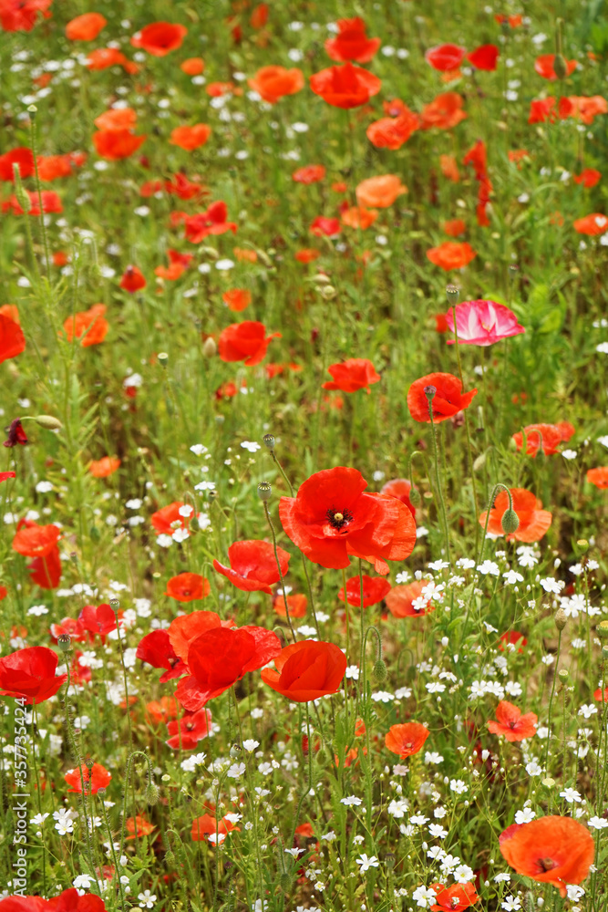 Mohnblumen & field red poppy Photographs