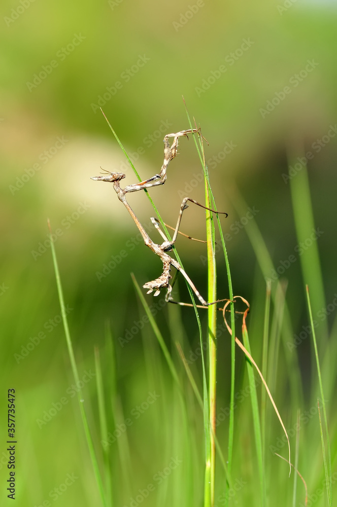 Close up of pair of Beautiful European mantis ( Mantis religiosa ) Close up of pair of Beautiful European mantis ( Mantis religiosa )