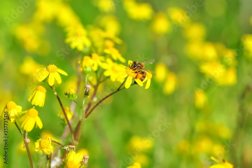 Beautiful Bee macro in green nature 