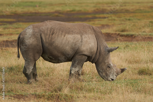 Rhino Baby and Mother- Rhinoceros with Bird White rhinoceros Square-lipped rhinoceros Ceratotherium simum 