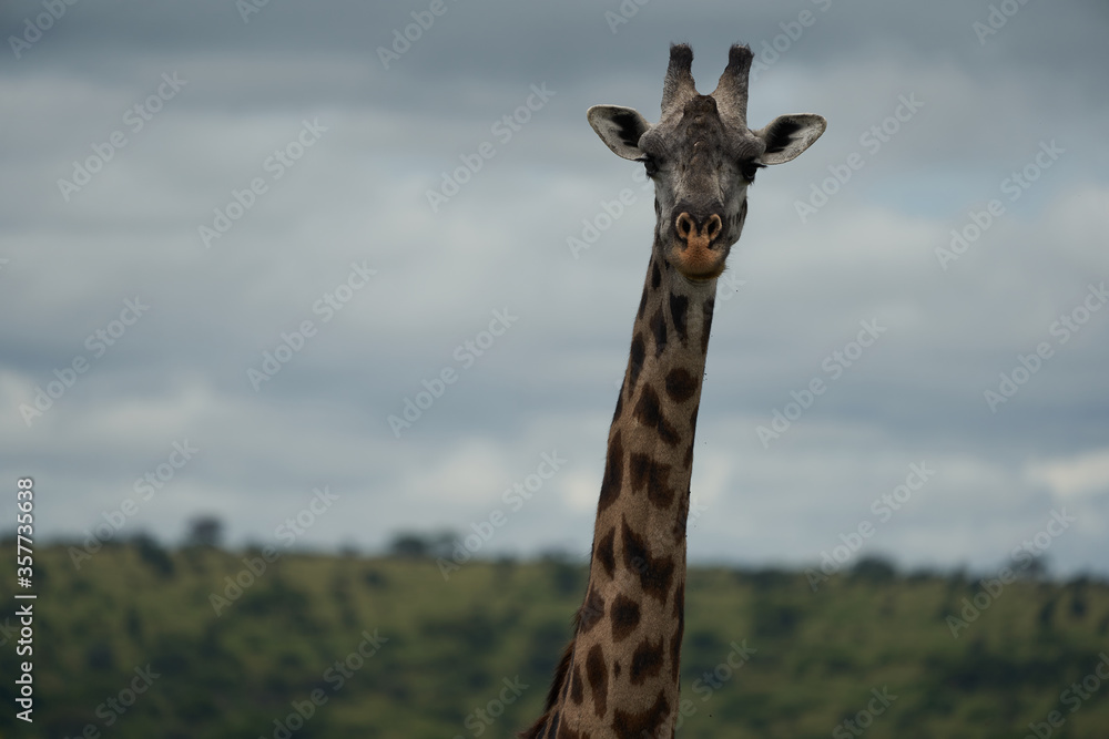 Naklejka premium Giraffe Africa Giraffa Safari Big Five Africa