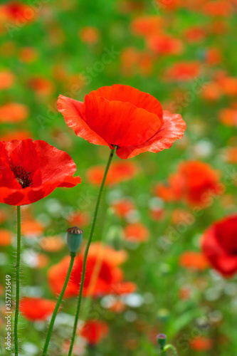 Mohnblumen   field red poppy Photographs