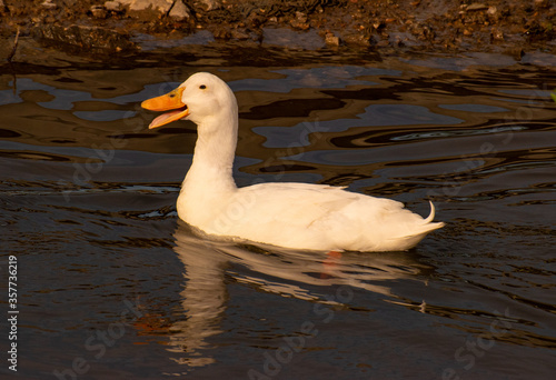Duck on Lake Taneycomo in Branson photo