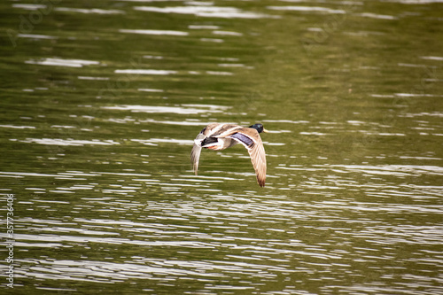 Flying bird on Lake Taneycomo in Branson photo