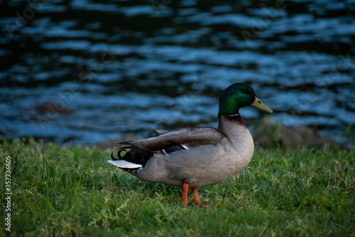 Duck on Lake Taneycomo photo